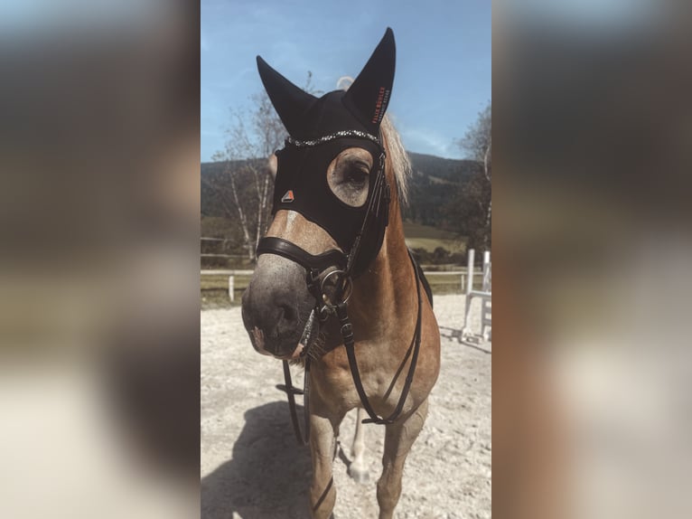 Haflinger / Avelignese Castrone 5 Anni 150 cm Sauro in Radstadt