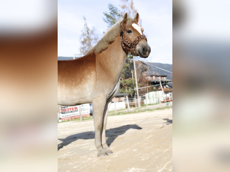 Haflinger / Avelignese Castrone 5 Anni 150 cm Sauro in Radstadt