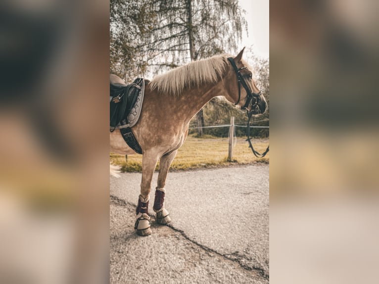 Haflinger / Avelignese Castrone 5 Anni 150 cm Sauro in Radstadt