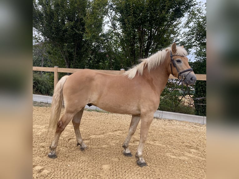 Haflinger / Avelignese Castrone 5 Anni 150 cm Sauro in Iggingen