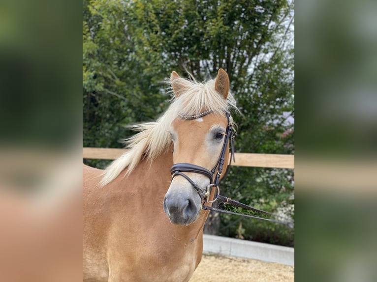 Haflinger / Avelignese Castrone 5 Anni 150 cm Sauro in Iggingen