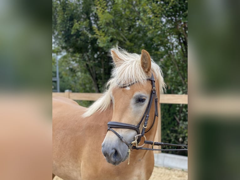 Haflinger / Avelignese Castrone 5 Anni 150 cm Sauro in Iggingen