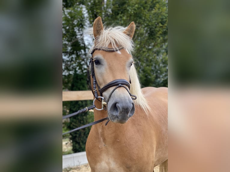 Haflinger / Avelignese Castrone 5 Anni 150 cm Sauro in Iggingen