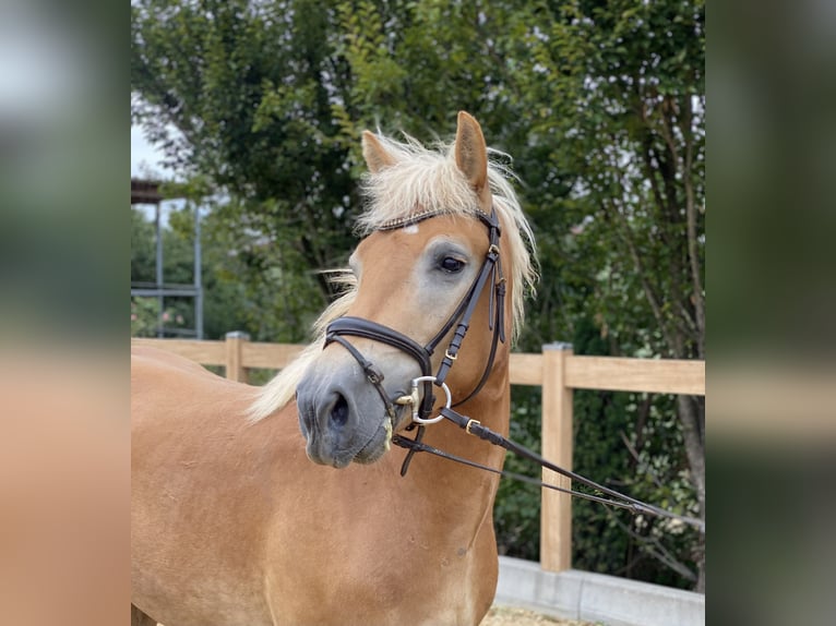 Haflinger / Avelignese Castrone 5 Anni 150 cm Sauro in Iggingen