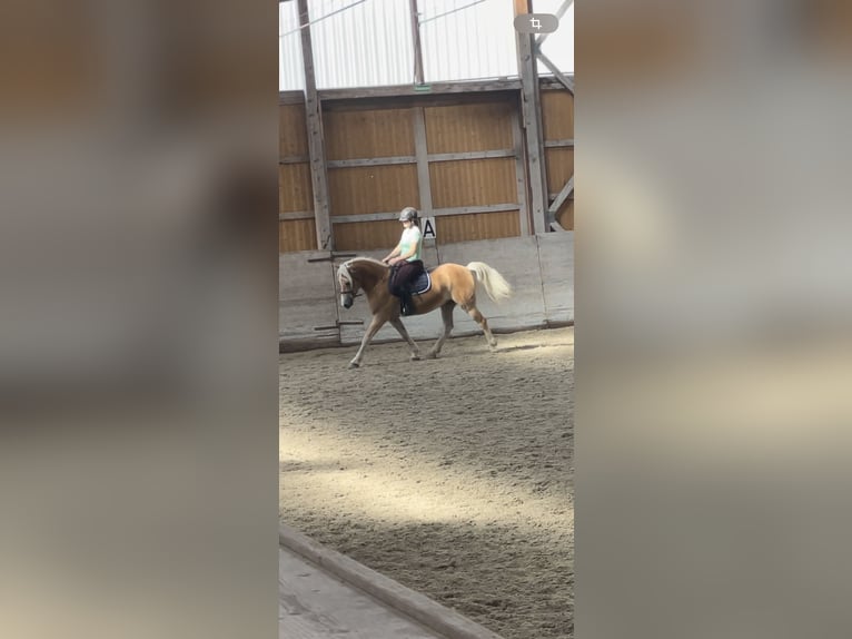 Haflinger / Avelignese Castrone 5 Anni 155 cm Baio chiaro in Morgarten