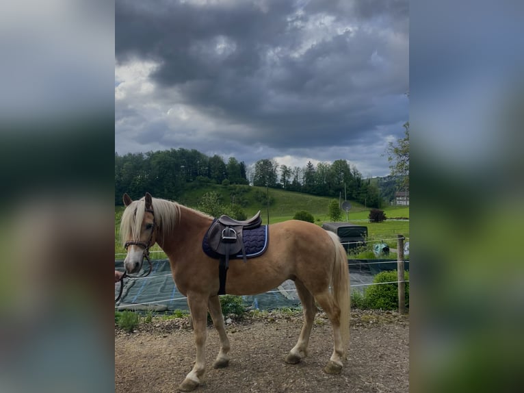 Haflinger / Avelignese Castrone 5 Anni 155 cm Baio chiaro in Morgarten