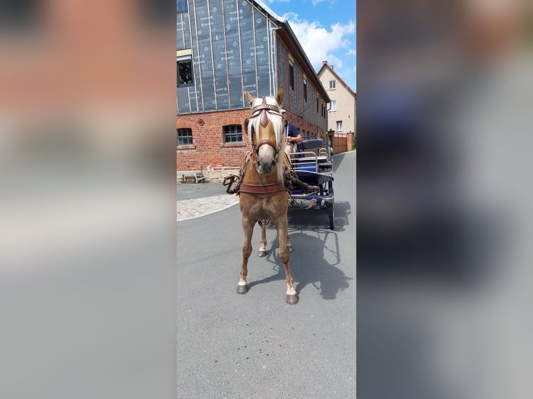 Haflinger / Avelignese Castrone 5 Anni 155 cm in Bad Sulza