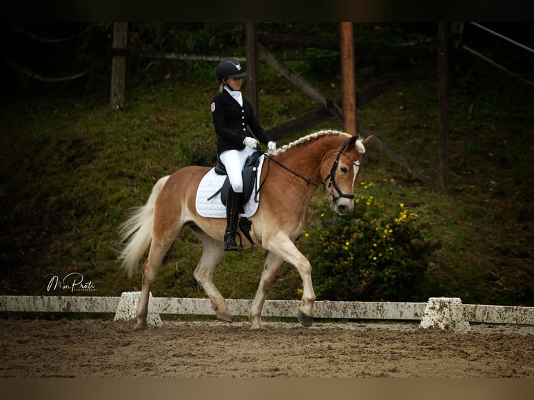 Haflinger / Avelignese Castrone 5 Anni 156 cm Baio chiaro in Neustift