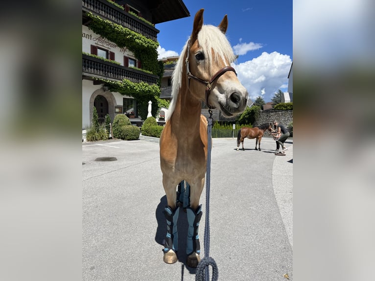 Haflinger / Avelignese Castrone 5 Anni 156 cm Baio chiaro in Neustift