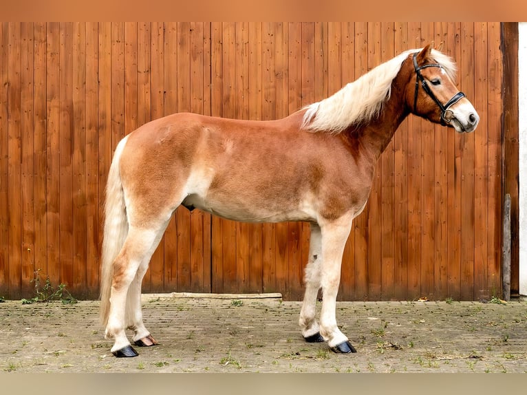 Haflinger / Avelignese Castrone 5 Anni 158 cm Baio chiaro in Ballenstedt