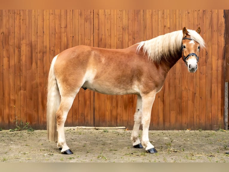 Haflinger / Avelignese Castrone 5 Anni 158 cm Baio chiaro in Ballenstedt