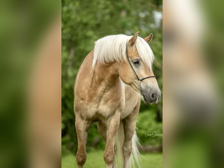 Haflinger / Avelignese Castrone 5 Anni 158 cm Sauro in Pelmberg