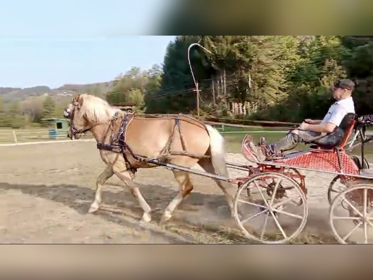 Haflinger / Avelignese Castrone 5 Anni 158 cm Sauro in Pelmberg