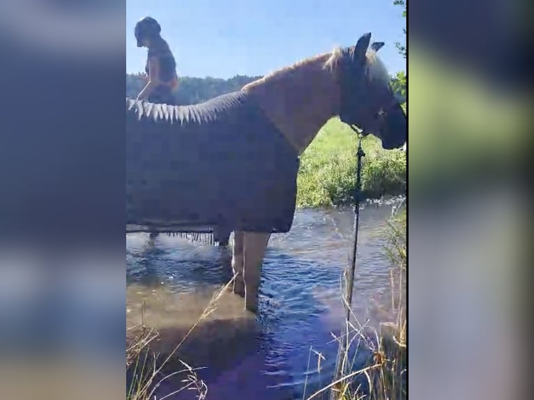 Haflinger / Avelignese Castrone 5 Anni 158 cm Sauro in Pelmberg