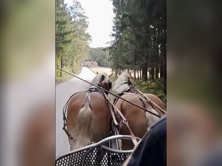 Haflinger / Avelignese Castrone 5 Anni 158 cm Sauro in Pelmberg