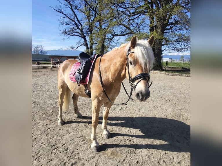 Haflinger / Avelignese Castrone 5 Anni 158 cm Sauro in Pelmberg