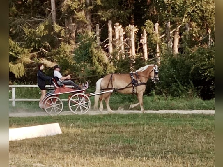 Haflinger / Avelignese Castrone 5 Anni 158 cm Sauro in Pelmberg