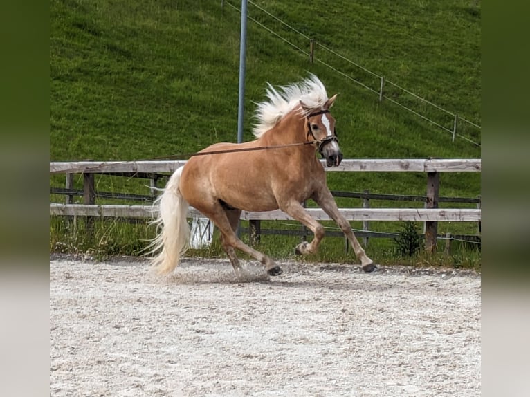 Haflinger / Avelignese Castrone 5 Anni 162 cm Sauro in Trachselwald