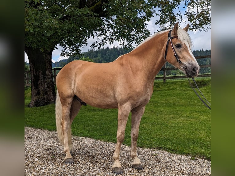 Haflinger / Avelignese Castrone 5 Anni 162 cm Sauro in Trachselwald