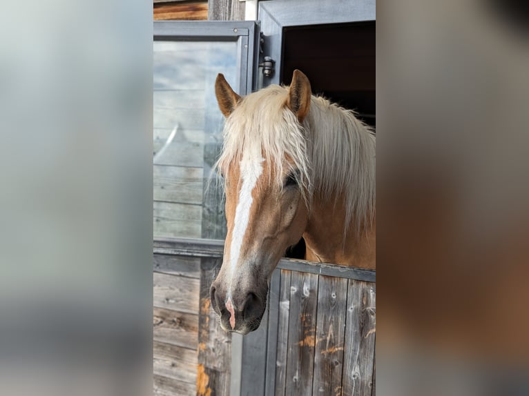 Haflinger / Avelignese Castrone 5 Anni 162 cm Sauro in Trachselwald