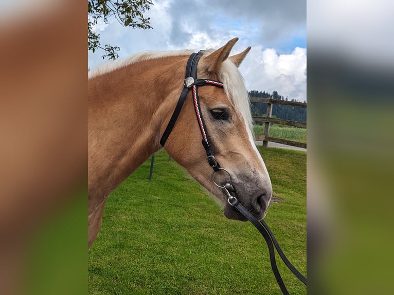 Haflinger / Avelignese Castrone 5 Anni 162 cm Sauro in Trachselwald