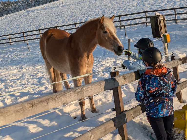 Haflinger / Avelignese Castrone 5 Anni 162 cm Sauro in Trachselwald