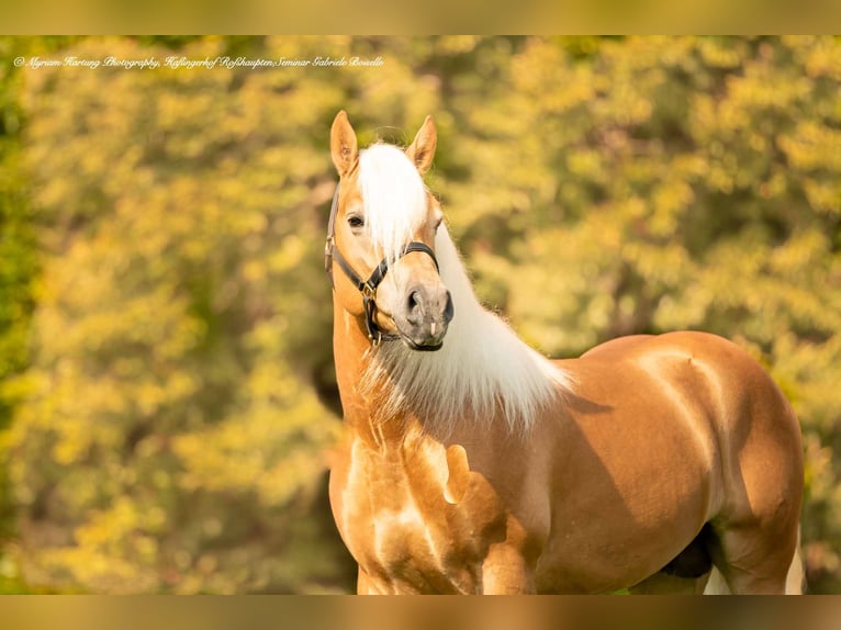 Haflinger / Avelignese Castrone 5 Anni in Roßhaupten