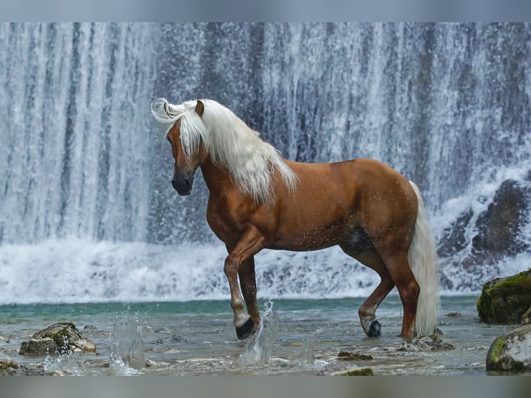 Haflinger / Avelignese Castrone 5 Anni in Roßhaupten