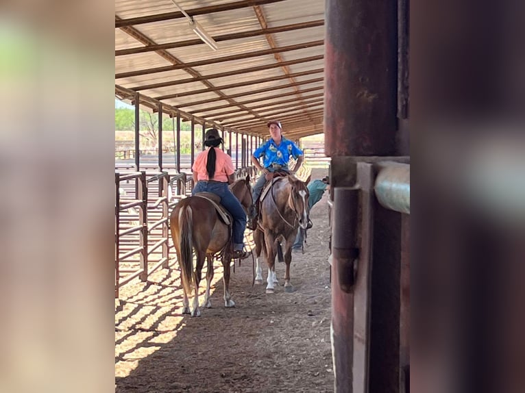 Haflinger / Avelignese Castrone 5 Anni Sauro scuro in cANTON tx