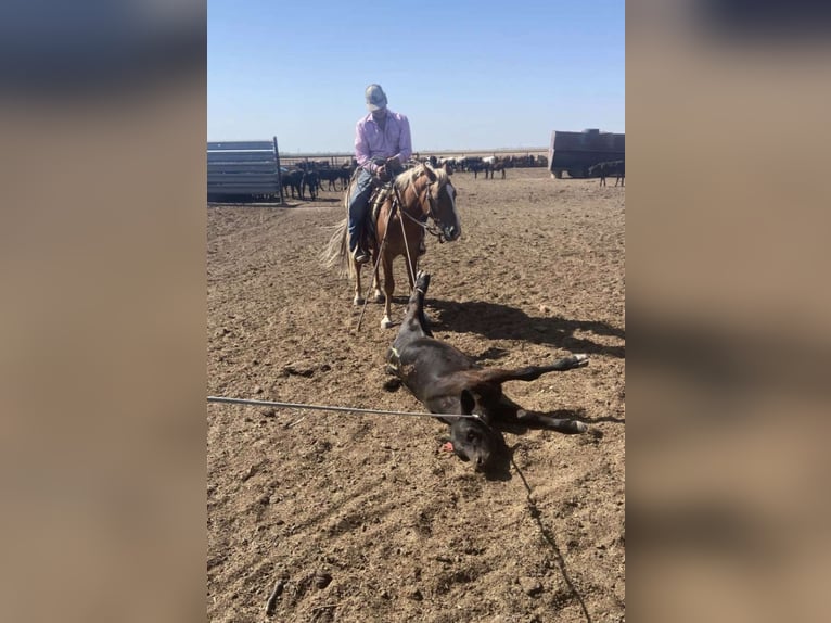 Haflinger / Avelignese Castrone 5 Anni Sauro scuro in cANTON tx