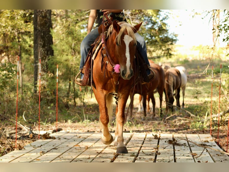 Haflinger / Avelignese Castrone 5 Anni Sauro scuro in cANTON tx