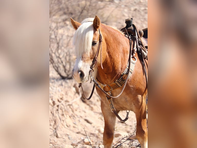 Haflinger / Avelignese Castrone 6 Anni 132 cm Sauro ciliegia in Joshua, tx