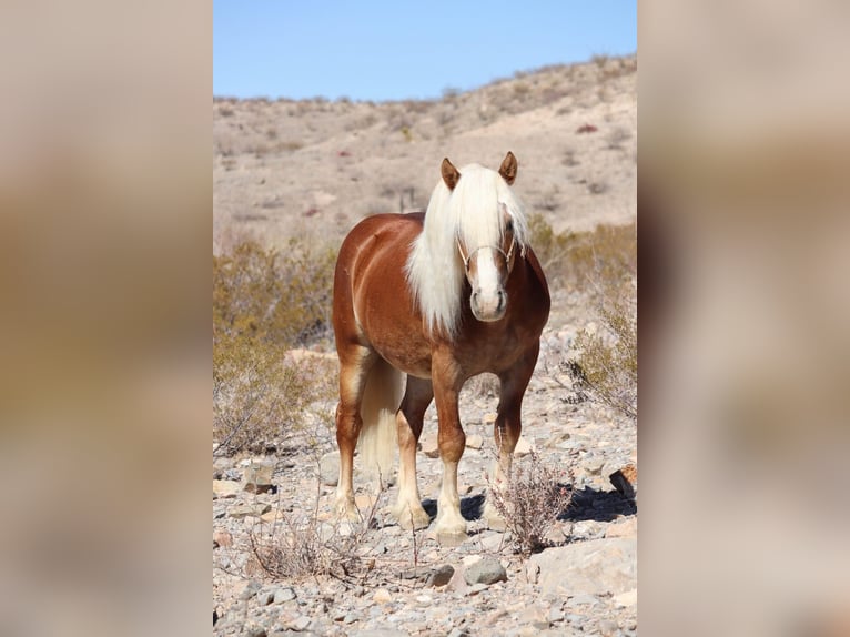 Haflinger / Avelignese Castrone 6 Anni 132 cm Sauro ciliegia in Joshua, tx