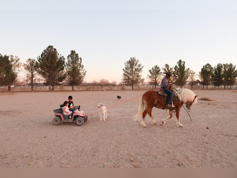 Haflinger / Avelignese Castrone 6 Anni 132 cm Sauro ciliegia in Joshua, tx