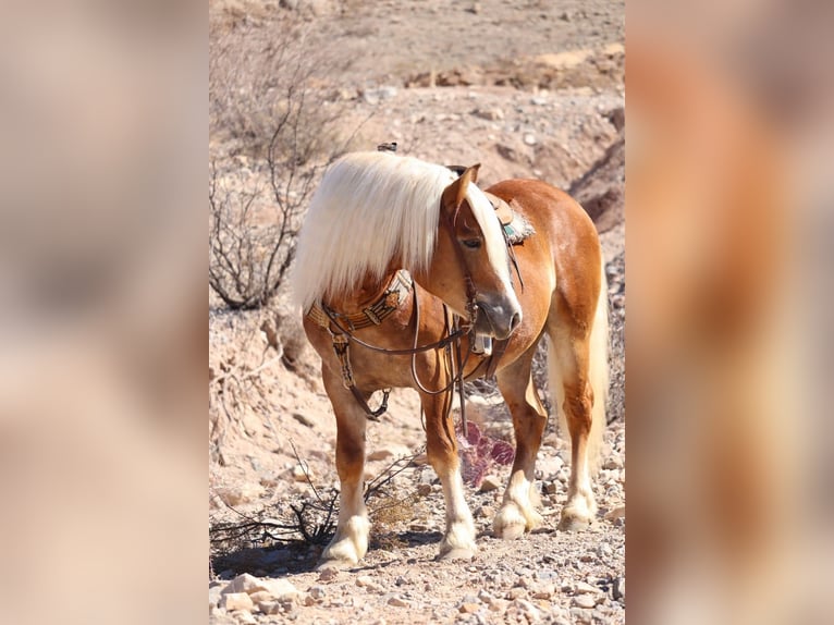 Haflinger / Avelignese Castrone 6 Anni 132 cm Sauro ciliegia in Joshua, tx