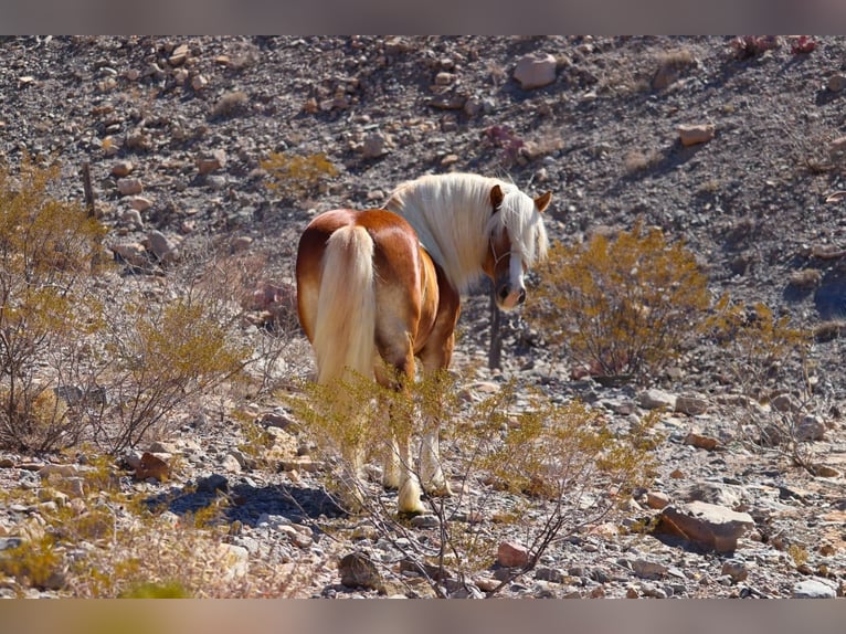 Haflinger / Avelignese Castrone 6 Anni 132 cm Sauro ciliegia in Joshua, tx