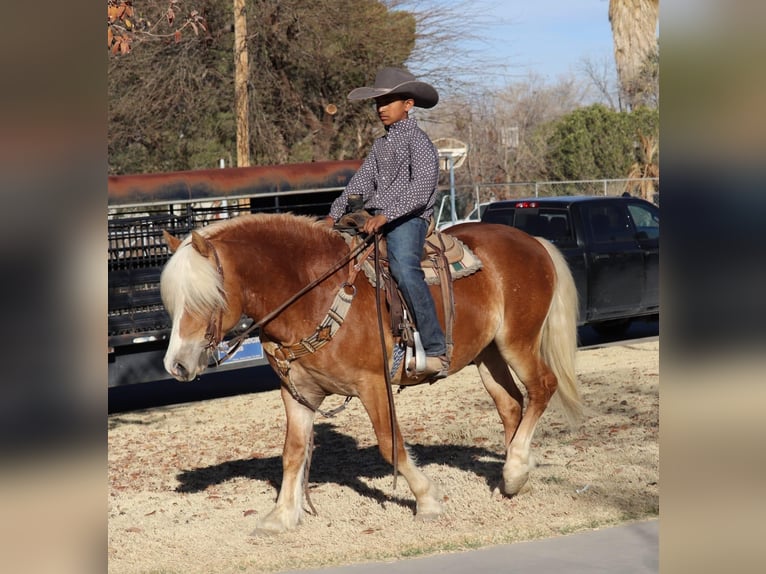 Haflinger / Avelignese Castrone 6 Anni 132 cm Sauro ciliegia in Joshua, tx