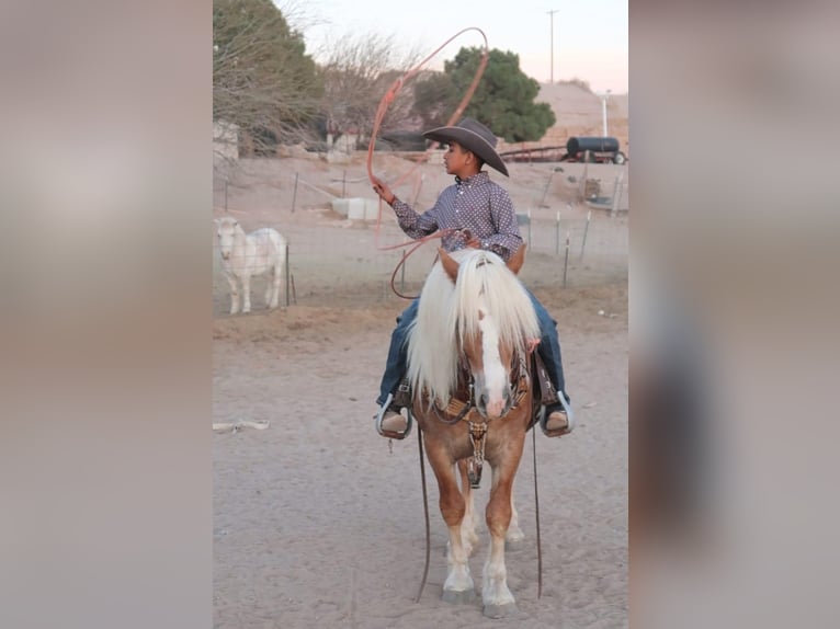 Haflinger / Avelignese Castrone 6 Anni 132 cm Sauro ciliegia in Joshua, tx