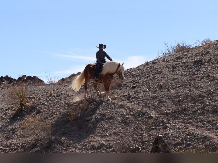 Haflinger / Avelignese Castrone 6 Anni 132 cm Sauro ciliegia in Joshua, tx