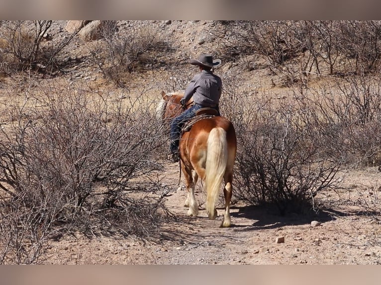 Haflinger / Avelignese Castrone 6 Anni 132 cm Sauro ciliegia in Joshua, tx