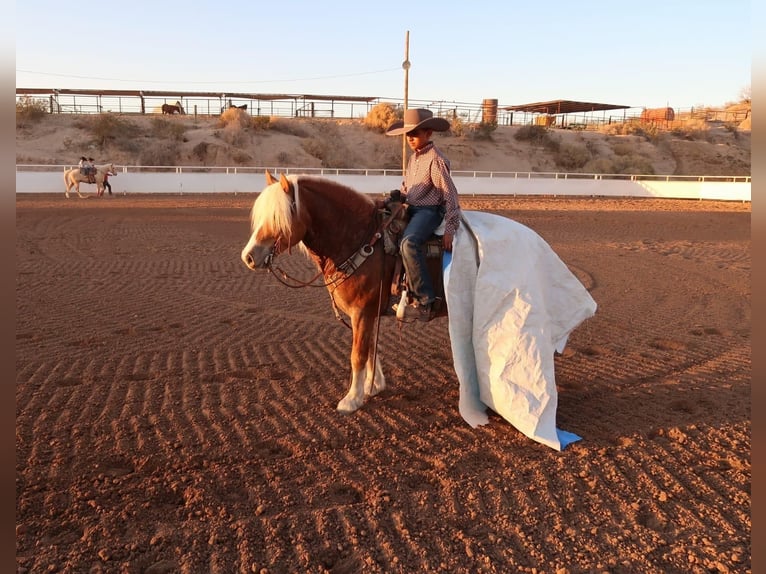 Haflinger / Avelignese Castrone 6 Anni 132 cm Sauro ciliegia in Joshua, tx