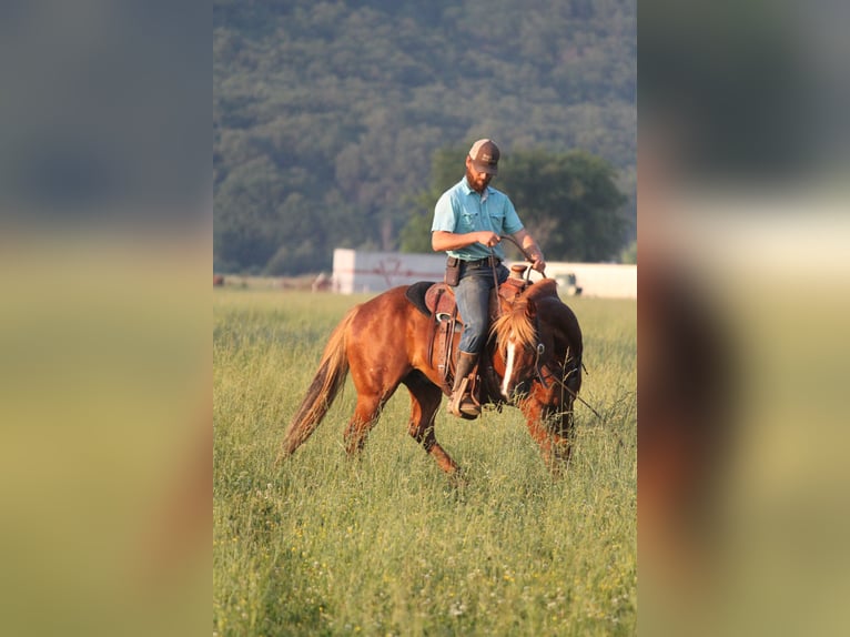 Haflinger / Avelignese Castrone 6 Anni 140 cm Sauro ciliegia in Kinta