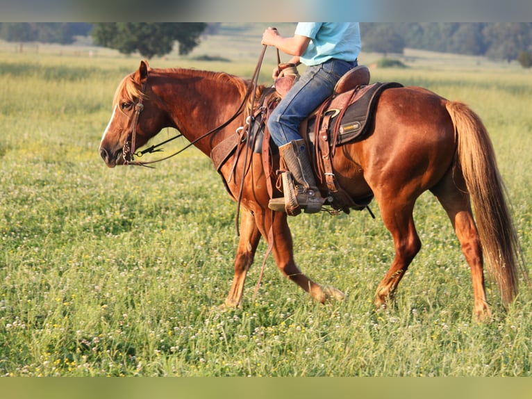 Haflinger / Avelignese Castrone 6 Anni 140 cm Sauro ciliegia in Kinta