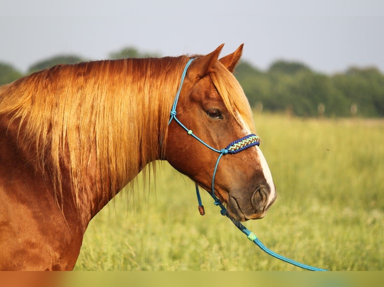 Haflinger / Avelignese Castrone 6 Anni 140 cm Sauro ciliegia in Kinta