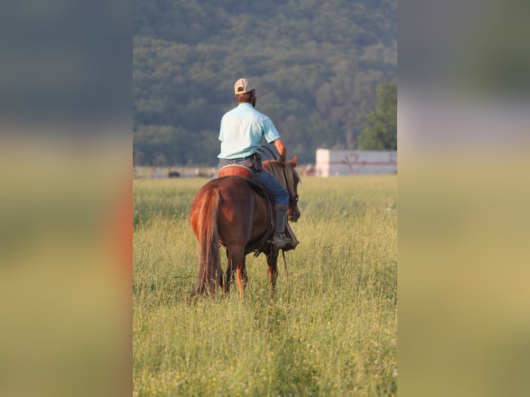 Haflinger / Avelignese Castrone 6 Anni 140 cm Sauro ciliegia in Kinta