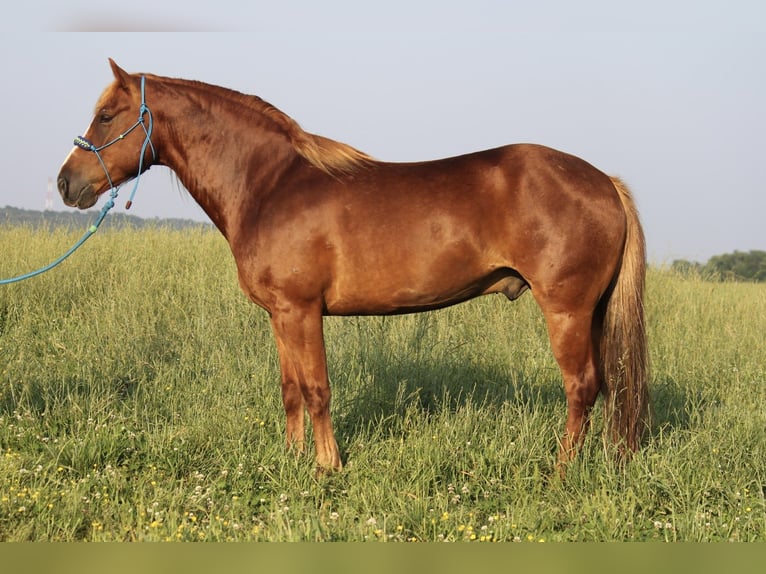 Haflinger / Avelignese Castrone 6 Anni 140 cm Sauro ciliegia in Kinta