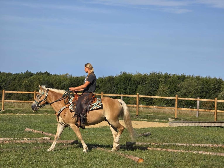 Haflinger / Avelignese Castrone 6 Anni 142 cm Sauro in Linkenbach