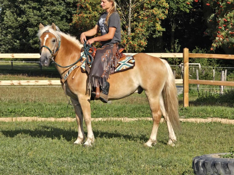 Haflinger / Avelignese Castrone 6 Anni 142 cm Sauro in Linkenbach