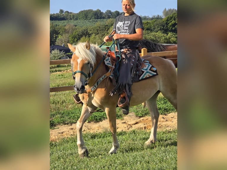 Haflinger / Avelignese Castrone 6 Anni 142 cm Sauro in Linkenbach