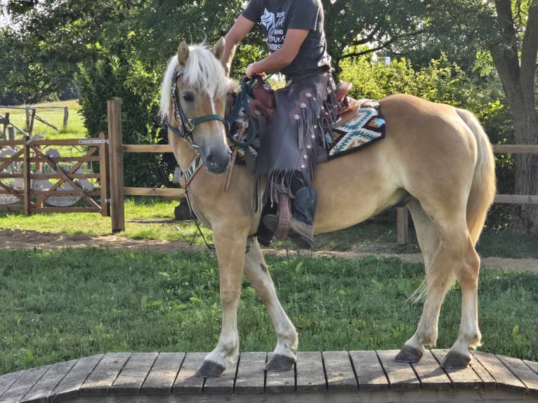 Haflinger / Avelignese Castrone 6 Anni 142 cm Sauro in Linkenbach